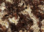 Systematics and Biogeography of Leaf Cutting Ants